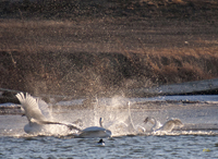 Trumpeter Swans 1001